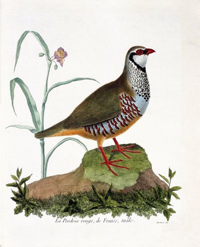 Zoologische kaart (ornithologie): De rode patrijs van Frankrijk, mannetje (rode patrijs of alectoris rufa). Illustratie in 