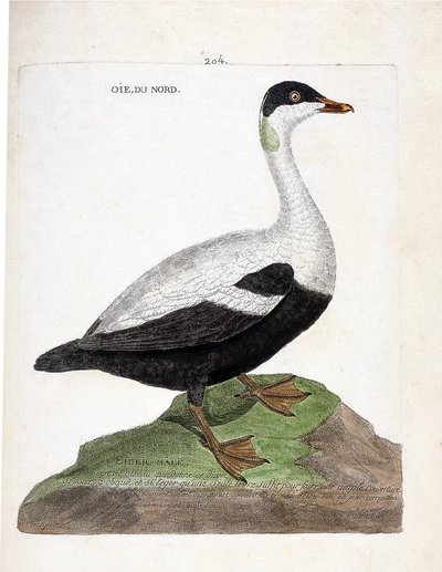 Zoologische kaart (ornithologie): noordelijke eider (somateria mollissima). Illustratie in 