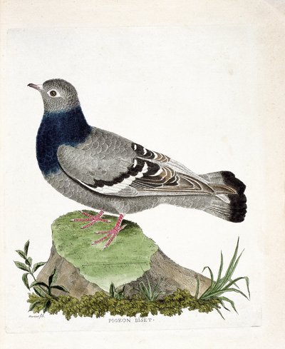 Zoologische kaart (ornithologie): Pigeon biset (Columbia livia). Illustratie in 