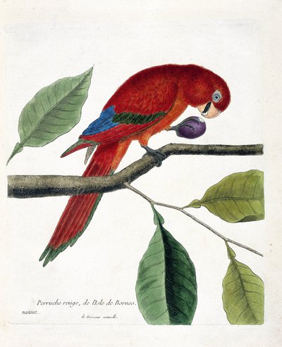 Zoologische kaart (ornithologie): Rode parkiet van het eiland Borneo (Grote eclectus of eclectus roratus). Illustratie in 