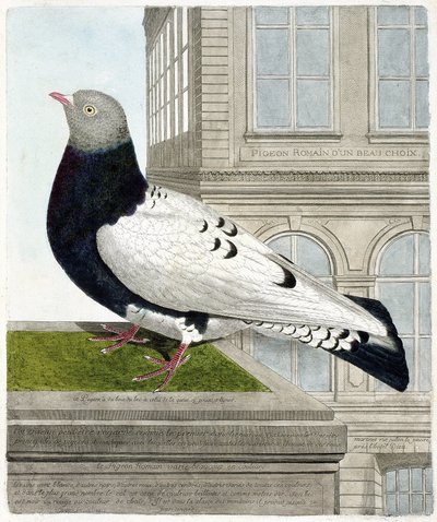 Zoologische kaart (ornithologie): De Romeinse duif (columba livia). Illustratie in 