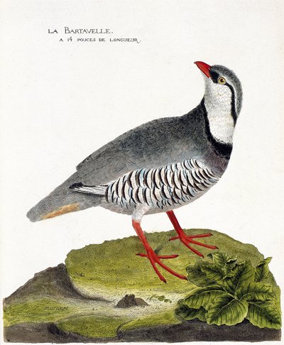 Zoologische kaart (ornithologie): De bartavelle (patrijs bartavelle of Alectoris graeca). Illustratie in 