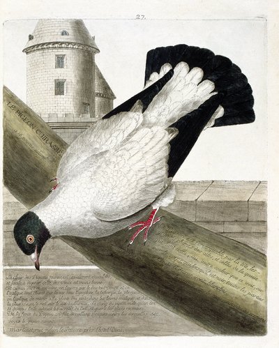 Zoologische kaart (ornithologie): De slagschipduif (columba livia). Illustratie in 