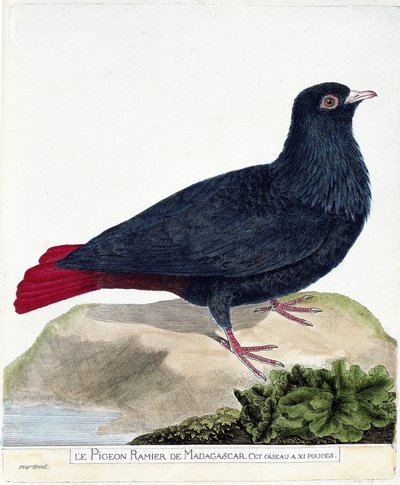 Zoologische kaart (ornithologie): De takduif van Madagaskar (Blauwe Founingo of alectroenas madagascariensis). Illustratie in 