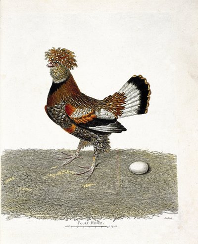 Zoologische kaart (ornithologie): De kip (huishoen of gallus gallus) en zijn ei. Illustratie in 