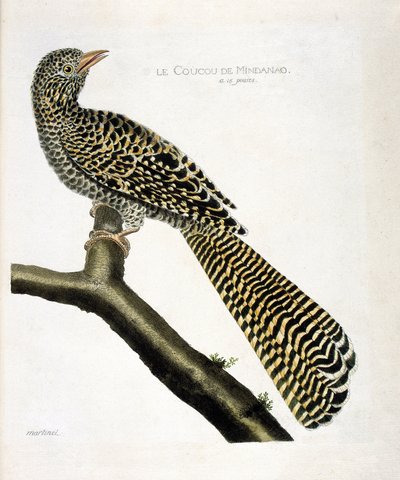 Zoologische kaart (ornithologie): De koekoek van Mindanao (koel koekoek of Eudynamys scolopacea) op een tak. Illustratie in “De Geschiedenis van de Vogels, Geschilderd in Hun Verschijnende en Gevoelige Aspecten” door Francois Nicolas Martinet (1731-1800).  door Francois Nicolas Martinet