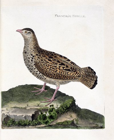 Zoologische kaart (ornithologie): De vrouwelijke frankolijn (zwarte frankolijn of francolinus francolinus). Illustratie in 