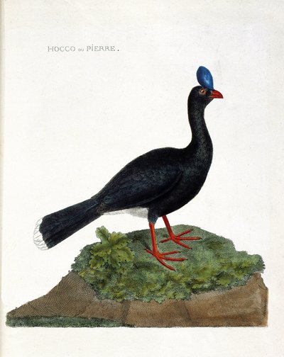Zoologische kaart (ornithologie): De hocco of steen (Hocco een steen of pauxi pauxi). Illustratie in “De Geschiedenis van de Vogels, Geschilderd in Hun Verschijnende en Gevoelige Aspecten” door Francois Nicolas Martinet (1731-1800). Privécollectie. door Francois Nicolas Martinet