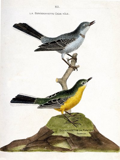 Zoologische kaart (ornithologie): De mannelijke grijze bergeronnet (Motacilla alba) op een tak en de vrouwelijke lenteherder (Motacilla flava). Illustratie in 
