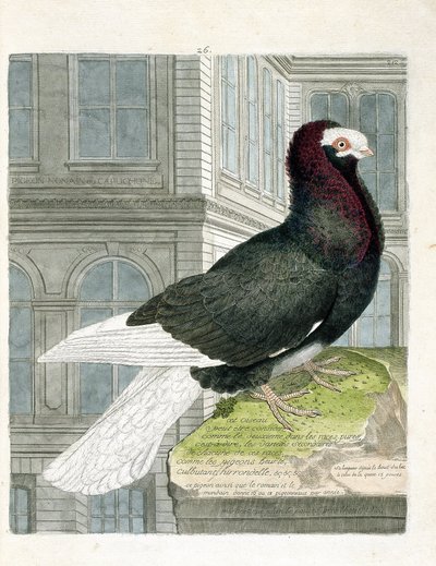Zoologische kaart (ornithologie): De nonan of kapucijnduif (dwergduif of columba livia). Illustratie in 