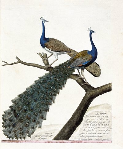 Zoologische kaart (ornithologie): De pauw (blauwe pauw of pavo cristatus). Illustratie in 