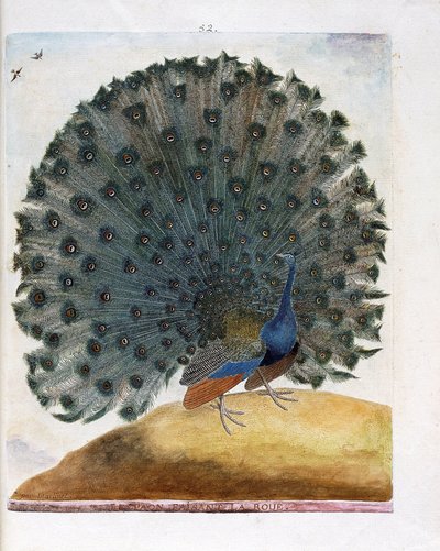 Zoologische kaart (ornithologie): De pauw die het wiel maakt (blauwe pauw of Pavo cristatus). Illustratie in 