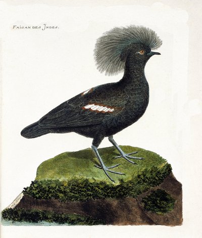 Zoologische kaart (ornithologie): De fazant van India (goura kroon of goura cristata). Illustratie in “De Geschiedenis van de Vogels, Geschilderd in Hun Verschijnende en Gevoelige Aspecten” door Francois Nicolas Martinet (1731-1800). Privécollectie. door Francois Nicolas Martinet