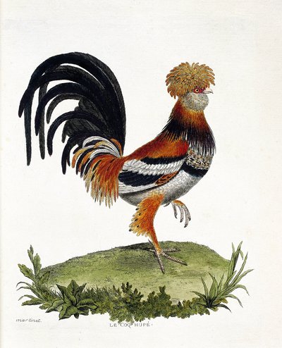 Zoologische kaart (ornithologie): De haan (huishaan of gallus gallus). Illustratie in 