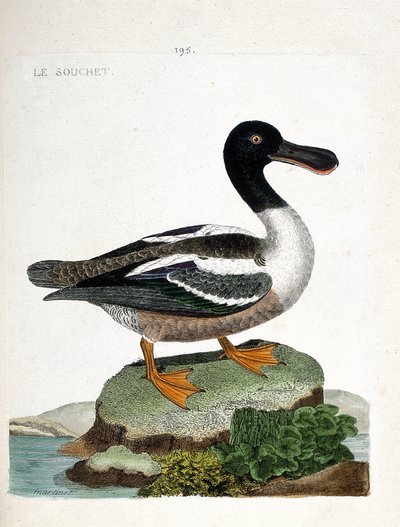 Zoologische kaart (ornithologie): De strain (eend strainberry of anas clypeata). Illustratie in “De Geschiedenis van de Vogels, Geschilderd in Hun Verschijnende en Gevoelige Aspecten” door Francois Nicolas Martinet (1731-1800). Privécollectie. door Francois Nicolas Martinet