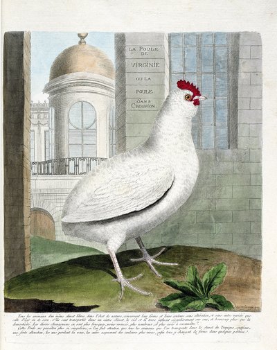 Zoologische kaart (ornithologie): Virginia hen of kippen zonder stuit (huiskip iu gallus gallus). Illustratie in 
