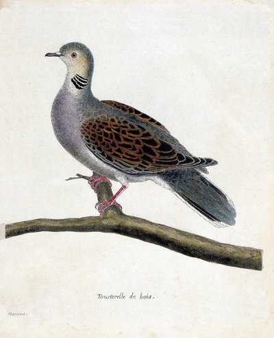 Zoologische kaart (ornithologie): Houtduif (houtduif of streptopelia turtur) op een tak. Illustratie in "De Geschiedenis van de Vogels, Geschilderd in Hun Verschijning en Gevoelige Aspecten" door Francois Nicolas Martinet (1731-1800). Privécollectie. door Francois Nicolas Martinet
