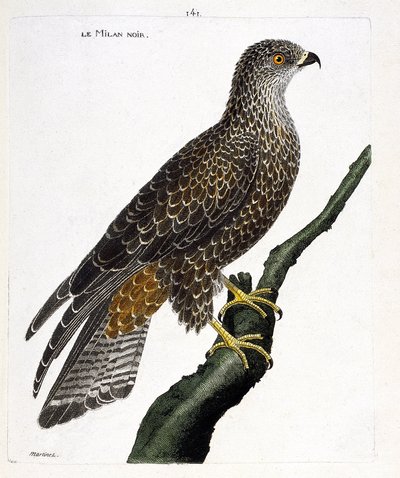 Zoologische kaart (ornithologie): zwarte milvus migrans op een tak. Illustratie in “De Geschiedenis van de Vogels, Geschilderd in Hun Verschijnende en Gevoelige Aspecten” door Francois Nicolas Martinet (1731-1800). Privécollectie. door Francois Nicolas Martinet