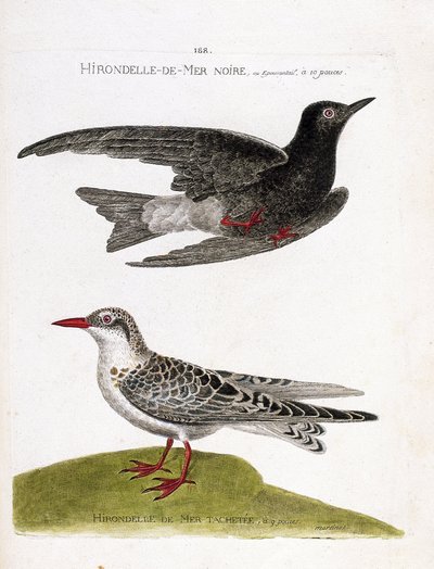 Zoologische kaart (ornithologie): zwarte zeezwaluw (zee zwaluw of zwarte dwerg of chlidonias niger) in vlucht en gevlekte zeezwaluw (moustac guifette of chlidonias hybrida). Illustratie in 