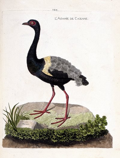 Zoologische kaart (ornithologie): cayenne agami (trompet agami of psophia crepitans). Illustratie in 