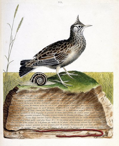 Zoologische kaart (ornithologie): cochevis (cochevis huppe of Galerida cristata). Illustratie in “De Geschiedenis van de Vogels, Geschilderd in Hun Verschijnende en Gevoelige Aspecten” door Francois Nicolas Martinet (1731-1800). Privécollectie. door Francois Nicolas Martinet