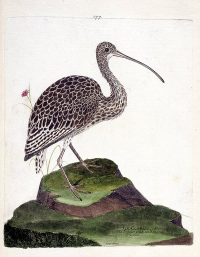 Zoologische kaart (ornithologie): wulp (wulp as of numenius arquata). Illustratie in "De Geschiedenis van de Vogels, Geschilderd in Hun Verschijning en Gevoelige Aspecten" door Francois Nicolas Martinet (1731-1800). Privécollectie. door Francois Nicolas Martinet