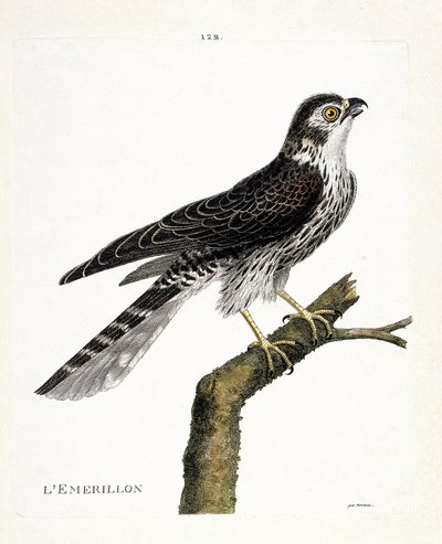 Zoologische kaart (ornithologie): emerillon (emerillon valk of falco colombarius) op een tak. Illustratie in “De Geschiedenis van de Vogels, Geschilderd in Hun Verschijnende en Gevoelige Aspecten” door Francois Nicolas Martinet (1731-1800). Privécollectie. door Francois Nicolas Martinet