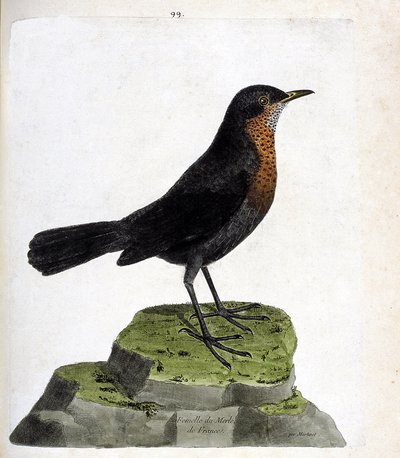 Zoologische kaart (ornithologie): vrouwtje merel (zwarte merel of turdus merula). Illustratie in "De Geschiedenis van de Vogels, Geschilderd in Hun Verschijning en Gevoelige Aspecten" door Francois Nicolas Martinet (1731-1800). Privécollectie. door Francois Nicolas Martinet