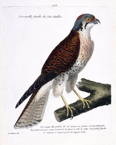 Zoologische kaart (ornithologie): vrouwelijke kress van de Caribische eilanden (Amerikaanse kresserella of falco sparverius) op een tak. Illustratie in 