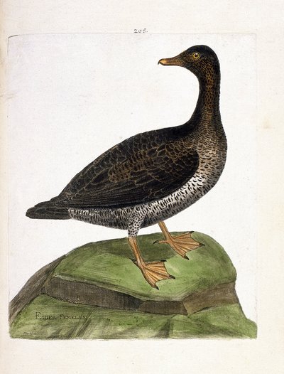 Zoologische kaart (ornithologie): vrouwelijke eider (eider of somateria mollissima). Illustratie in 