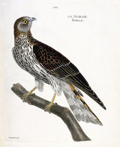 Zoologische kaart (ornithologie): vrouwtje soubuse (busard saint martin of circus cyaneus) op een tak. Illustratie in "De Geschiedenis van de Vogels, Geschilderd in Hun Verschijning en Gevoelige Aspecten" door Francois Nicolas Martinet (1731-1800). Privéco door Francois Nicolas Martinet