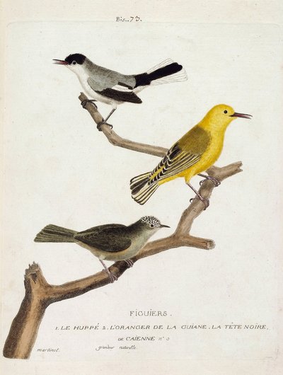 Zoologische kaart (ornithologie): vijgenbomen. Van onder naar boven: de hop (california gobemoucheron of polioptila california), de oranje van de guian (oranje zanger of protonotaria citrea) en de zwarte kop van Caienne (tropische gobemoucheron of poliopti door Francois Nicolas Martinet