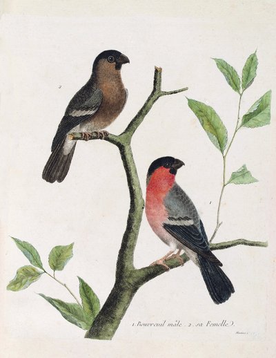 Zoologisch bord (ornithologie): van onder naar boven: mannelijke en vrouwelijke bouvreil (pioen bouvreil of pyrrhula pyrrhula) op een tak. Illustratie in 