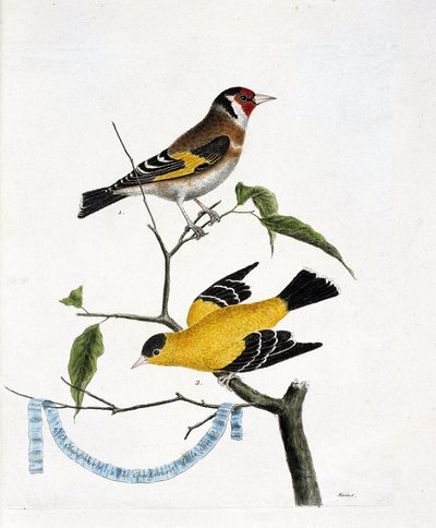 Zoologische kaart (ornithologie): van boven naar beneden: De distelvink (distelvink elegant of carduelis carduelis) en de distelvink van China (treurvink of carduelis tristis) op een tak. Illustratie in 