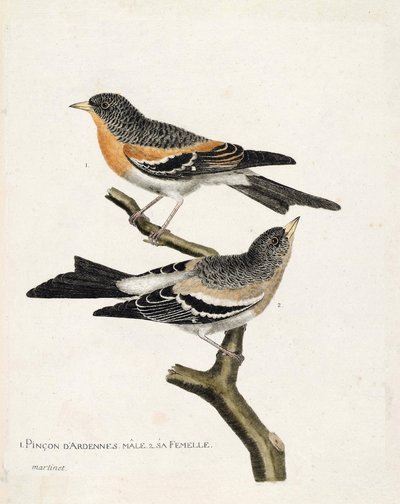 Zoologische kaart (ornithologie): van boven naar beneden: De mannelijke en vrouwelijke Ardennenvink (noordelijke vink of fringilla montifringilla) op een tak. Illustratie in “De Geschiedenis van de Vogels, Geschilderd in Hun Verschijnende en Gevoelige Aspe door Francois Nicolas Martinet