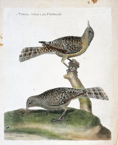 Zoologische kaart (ornithologie): van boven naar beneden: De mannelijke torcol en zijn vrouwtje (Torcol Fourmilier of Jynx torquilla). Illustratie in 