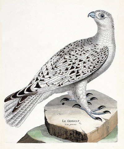Zoologische kaart (ornithologie): giervalk (falco rusticolus). Illustratie in 