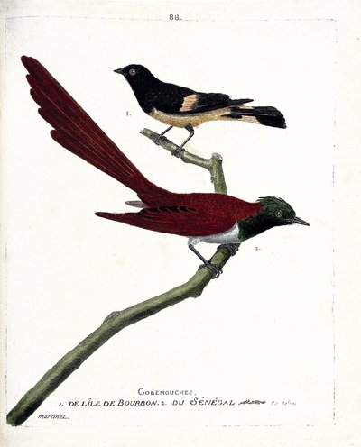 Zoologische kaart (ornithologie): gob-vlieg (gobemouche) van het eiland bourbon (Shama de Madagascar of copsychus albospecularis) en gob-vlieg van Senegal (tchitrec de paradis of terpsiphone paradisii). Illustratie in 