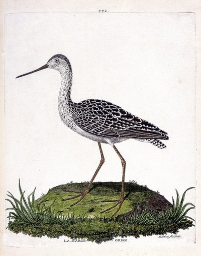 Zoologische kaart (ornithologie): grijze barge (rode barge of limosa lapponica). Illustratie in 