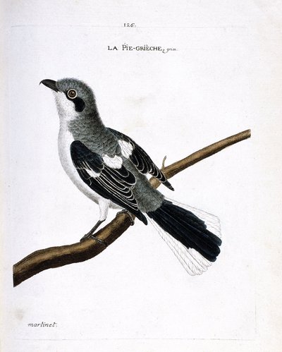 Zoologische kaart (ornithologie): grijze klauwier (grijze klauwier of lanius excubitor) op een tak. Illustratie in 
