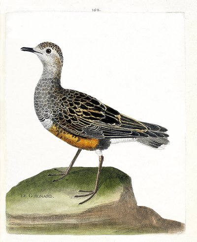 Zoologische kaart (ornithologie): morinelplevier (morinelplevier of eudromias morinellus). Illustratie in 