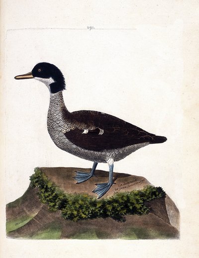 Zoologische kaart (ornithologie): Javaanse taling (Javaanse taling of anas gibberifrons). Illustratie in 