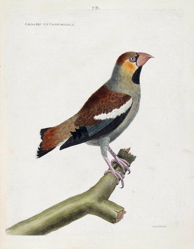 Zoologische kaart (ornithologie): grote bek (grosbeak) of nuclei (coccauthrausts) op een tak. Illustratie in 