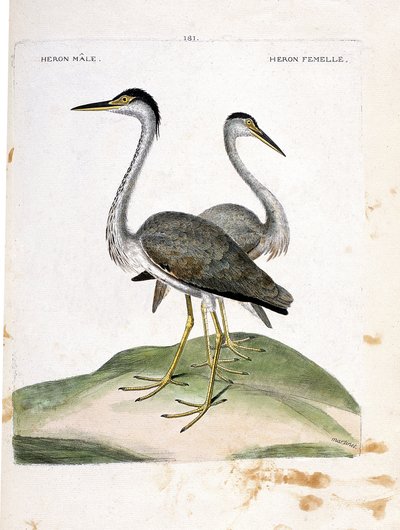 Zoologische kaart (ornithologie): mannetje en vrouwtje reiger (reiger as of ardea cinerea). Illustratie in "De Geschiedenis van de Vogels, Geschilderd in Hun Verschijning en Gevoelige Aspecten" door Francois Nicolas Martinet (1731-1800). Privécollectie. door Francois Nicolas Martinet