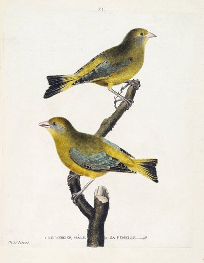 Zoologische kaart (ornithologie): mannelijke en vrouwelijke groenling (Europese groenling of carduelis chloris) op een tak. Illustratie in 