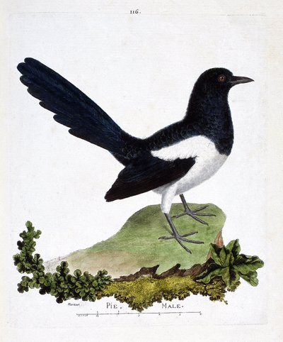 Zoologische kaart (ornithologie): mannelijke ekster (pica pica). Illustratie in 