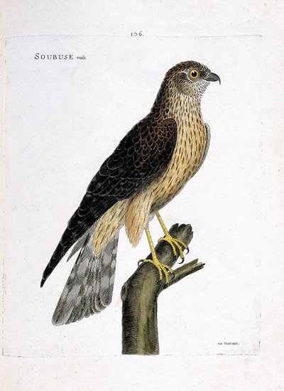 Zoologische kaart (ornithologie): mannelijke soubuse (busard saint martin of circus cyaneus) op een tak. Illustratie in “De Geschiedenis van de Vogels, Geschilderd in Hun Verschijnende en Gevoelige Aspecten” door Francois Nicolas Martinet (1731-1800). Priv door Francois Nicolas Martinet