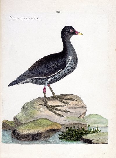 Zoologische kaart (ornithologie): mannelijke waterhoen (gallinula chloropus). Illustratie in 