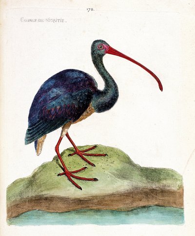 Zoologische kaart (ornithologie): nigritie