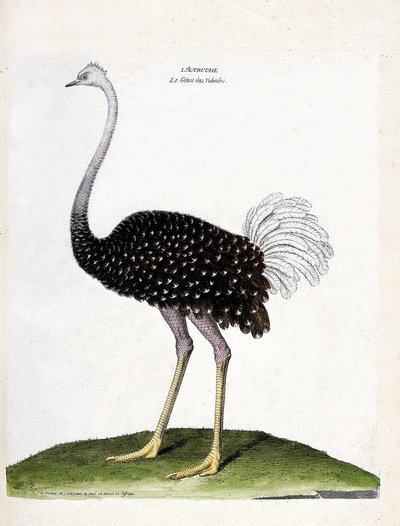 Zoologische kaart (ornithologie): struisvogel (struthio camelus). Illustratie in 